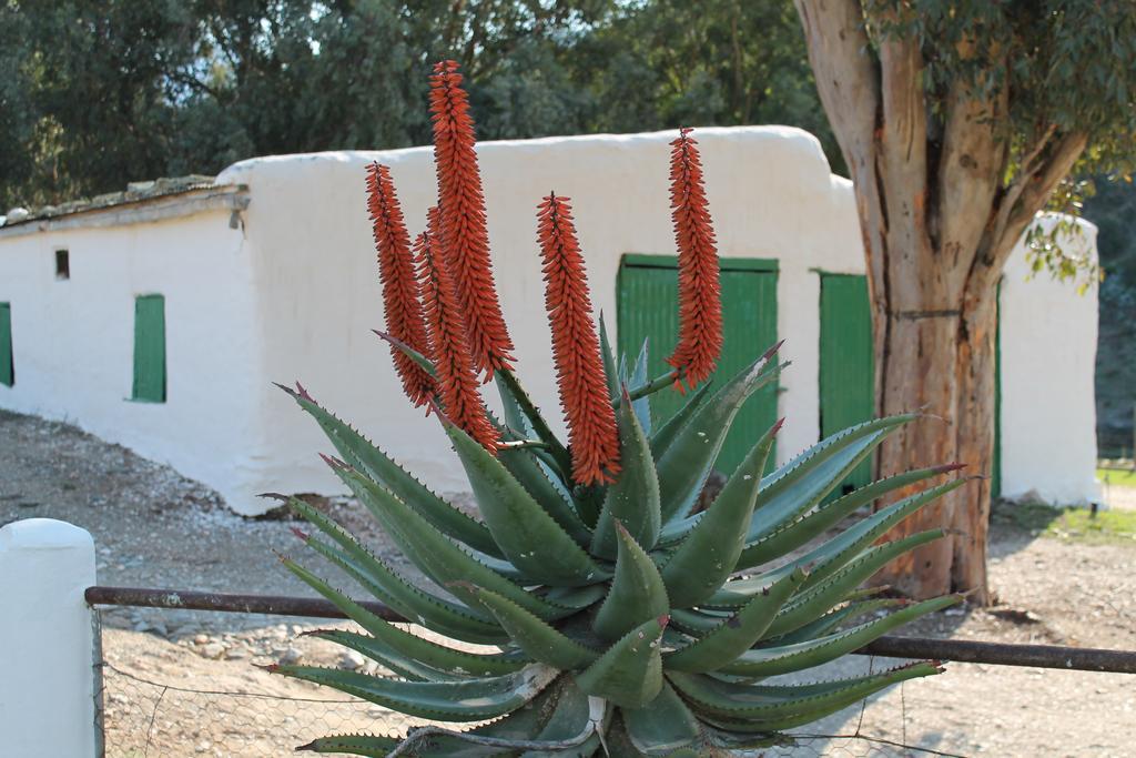 Matjiesvlei Guestfarm Villa Calitzdorp Bagian luar foto